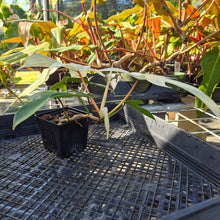Load image into Gallery viewer, Philodendron Florida Ghost, Exact Plant Ships Nationwide
