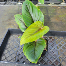 Load image into Gallery viewer, Philodendron Serpens, Exact Plant Ships Nationwide
