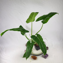 Load image into Gallery viewer, Philodendron Thaumatophylum Stenolobum, Exact Plant
