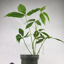 Load image into Gallery viewer, Anthurium Clavigerum 6&quot; pot, Fedex 2 day*
