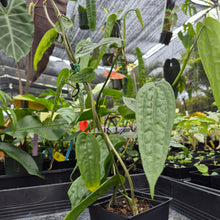 Load image into Gallery viewer, Anthurium Sp. Limon, Exact Plant Ships Nationwide
