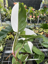 Load image into Gallery viewer, Philodendron White Princess Variegated exact plant, Fedex 2day*
