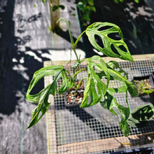 Load image into Gallery viewer, Monstera Adansonii Mint &quot;Indonesia&quot;, Exact Plant Variegated Ships Nationwide
