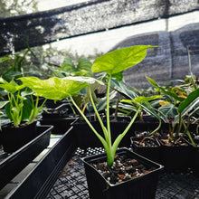 Load image into Gallery viewer, Alocasia Gageana Aurea, Exact Plant Variegated Ships Nationwide
