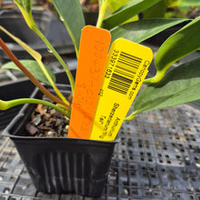Load image into Gallery viewer, Anthurium Scherzerianum &quot;Pig Tail&quot;, Exact Plant Ships Nationwide
