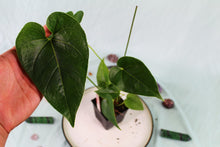 Load image into Gallery viewer, Anthurium Decipiens, exact plant, ships nationwide
