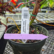 Load image into Gallery viewer, Anthurium Andreaenum Starlight Splash, Exact Plant, speckled
