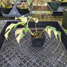 Load image into Gallery viewer, Rhaphidophora Tetrasperma Albo, Exact Plant Variegated Ships Nationwide
