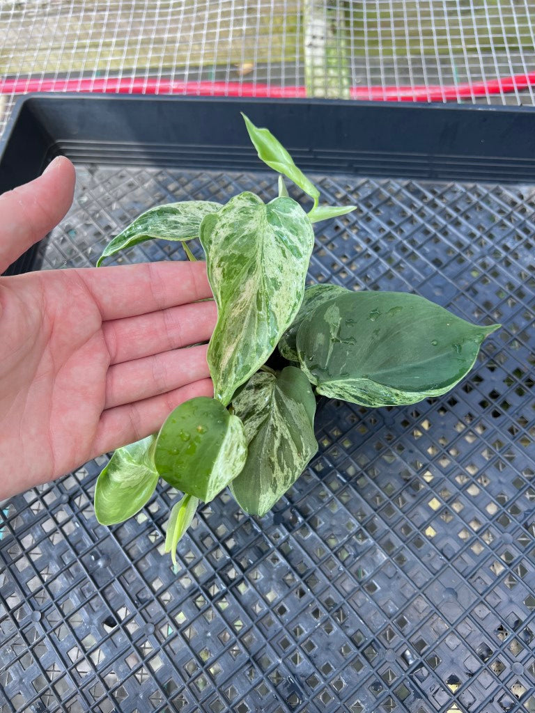 Philodendron Hederaceum, Heart Leaf, Variegated multi pot Ships Nationwide