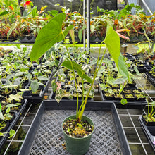 Load image into Gallery viewer, Anthurium Shibori Variegated exact plant, Fedex 2day
