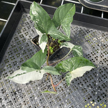 Load image into Gallery viewer, Syngonium Podophyllum Albo Variegata exact plant, Fedex 2day*
