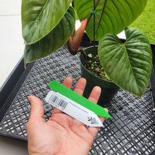 Load image into Gallery viewer, Philodendron Sodiroi True Form, Exact Plant Ships Nationwide
