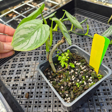 Load image into Gallery viewer, Philodendron Brandtianum Mini Form, Exact Plant Ships Nationwide
