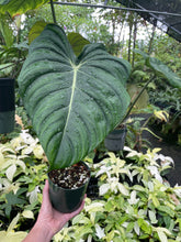 Load image into Gallery viewer, Philodendron Pastazanum 6" pot, Fedex 2day
