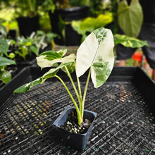 Load image into Gallery viewer, Alocasia Macrorhizza, Exact Plant Variegated
