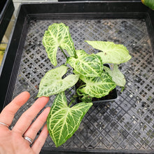 Load image into Gallery viewer, Syngonium Batik, Exact Plant Ships Nationwide
