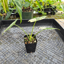 Load image into Gallery viewer, Alocasia dragon scale albo Exact Plant Ships Nationwide
