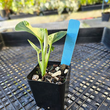 Load image into Gallery viewer, Monstera Standleyana Aurea, Exact Plant Variegated Ships Nationwide
