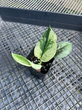 Load image into Gallery viewer, Scindapsus Jade Satin Marble Queen, Exact Plant Variegated Ships Nationwide

