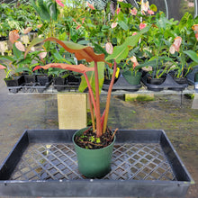 Load image into Gallery viewer, Philodendron Orange Marmalade, Exact Plant Ships Nationwide
