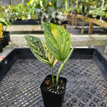 Load image into Gallery viewer, Monstera Peru &quot;Karstenianum&quot;, Exact Plant Variegated Ships Nationwide
