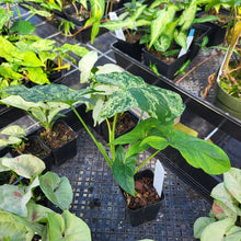 Load image into Gallery viewer, Syngonium Mojito, Exact Plant Variegated Ships Nationwide
