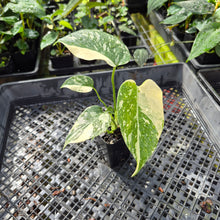 Load image into Gallery viewer, Monstera Creme Brulee , Exact Plant Variegated Ships Nationwide

