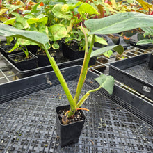 Load image into Gallery viewer, Philodendron Sagittifolium, Tuxtlanum Rubra, Exact Plant Ships Nationwide
