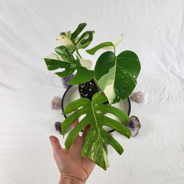 Monstera Borsigiana Albo Deliciosa, Exact Plant Variegated Ships Nationwide