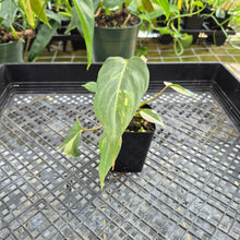 Load image into Gallery viewer, Philodendron Gloriosum Exact Plant Ships nationwide
