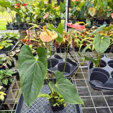Load image into Gallery viewer, Anthurium Shibori, Exact Plant Variegated Ships Nationwide
