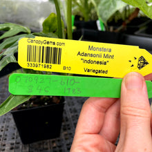 Load image into Gallery viewer, Monstera Adansonii Mint &quot;Indonesia&quot;, Exact Plant Variegated Ships Nationwide
