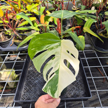Load image into Gallery viewer, Monstera Borsigiana Albo Deliciosa, Exact Plant Variegated Ships Nationwide
