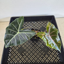 Load image into Gallery viewer, Alocasia 'Suhirmaniana' Black Satun Pink Bone exact plant, Fedex 2day*
