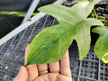 Load image into Gallery viewer, Philodendron Florida Ghost, Exact Plant Ships Nationwide
