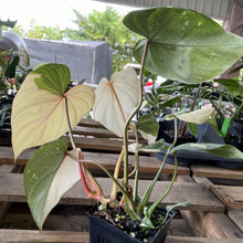 Load image into Gallery viewer, Philodendron Gloriosum variegated type 2, exact plant, Fedex 2day*
