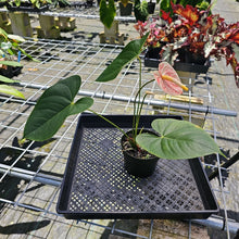 Load image into Gallery viewer, Anthurium Peppermint Splash, Shibori AFF, speckled , Exact Plant
