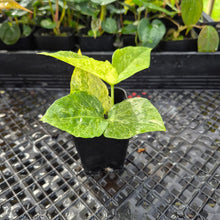 Load image into Gallery viewer, Zamioculcas Zamiifolia Wild Form ZZ, Exact Plant Variegated Ships Nationwide

