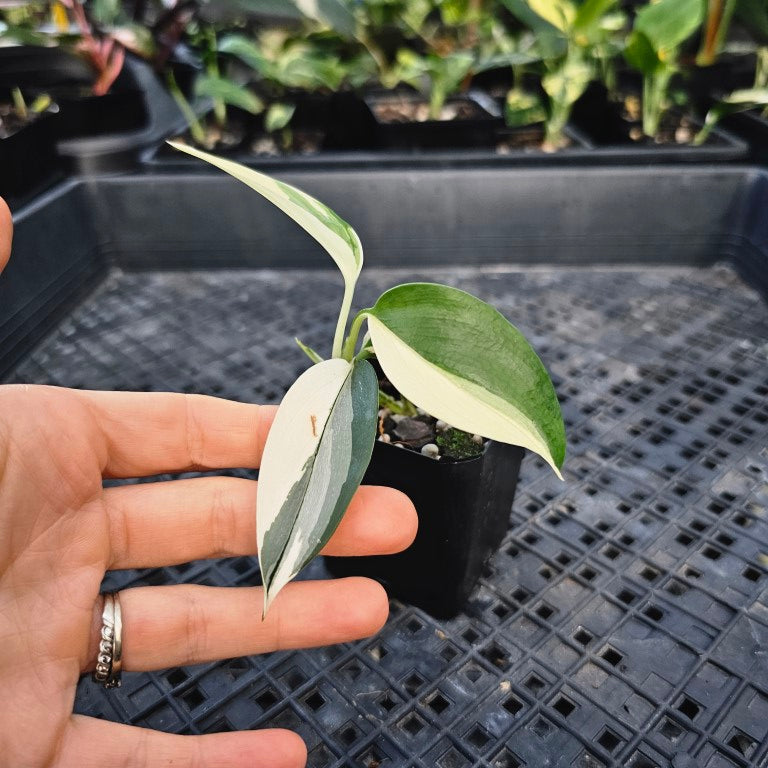 Scindapsus Blue Albo, Exact Plant Variegated Ships Nationwide