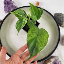 Load image into Gallery viewer, Philodendron Hederaceum, Heart Leaf, Exact Plant Variegated Ships Nationwide
