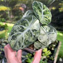 Load image into Gallery viewer, Alocasia Ninja Tricolor Splash, Black Velvet Variegated 2.5" pot, Fedex 2day*
