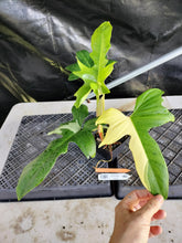 Load image into Gallery viewer, Philodendron Golden Dragon, Exact Plant Variegated Ships Nationwide
