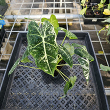 Load image into Gallery viewer, Alocasia Frydek, Exact Plant Variegated Ships Nationwide
