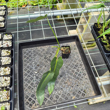 Load image into Gallery viewer, Philodendron Spiritus Sancti exact plant, Fedex 2day*
