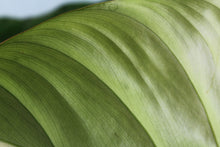 Load image into Gallery viewer, Philodendron Pastazanum XL, Exact Plant
