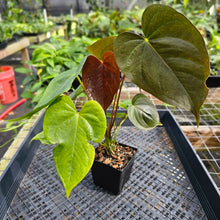 Load image into Gallery viewer, Anthurium Red Beauty, Exact Plant Ships Nationwide
