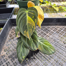 Load image into Gallery viewer, Philodendron Melanochrysum, Exact Plant Variegated Ships Nationwide
