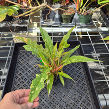 Load image into Gallery viewer, Philodendron Ring Of Fire, Exact Plant Variegated Ships Nationwide
