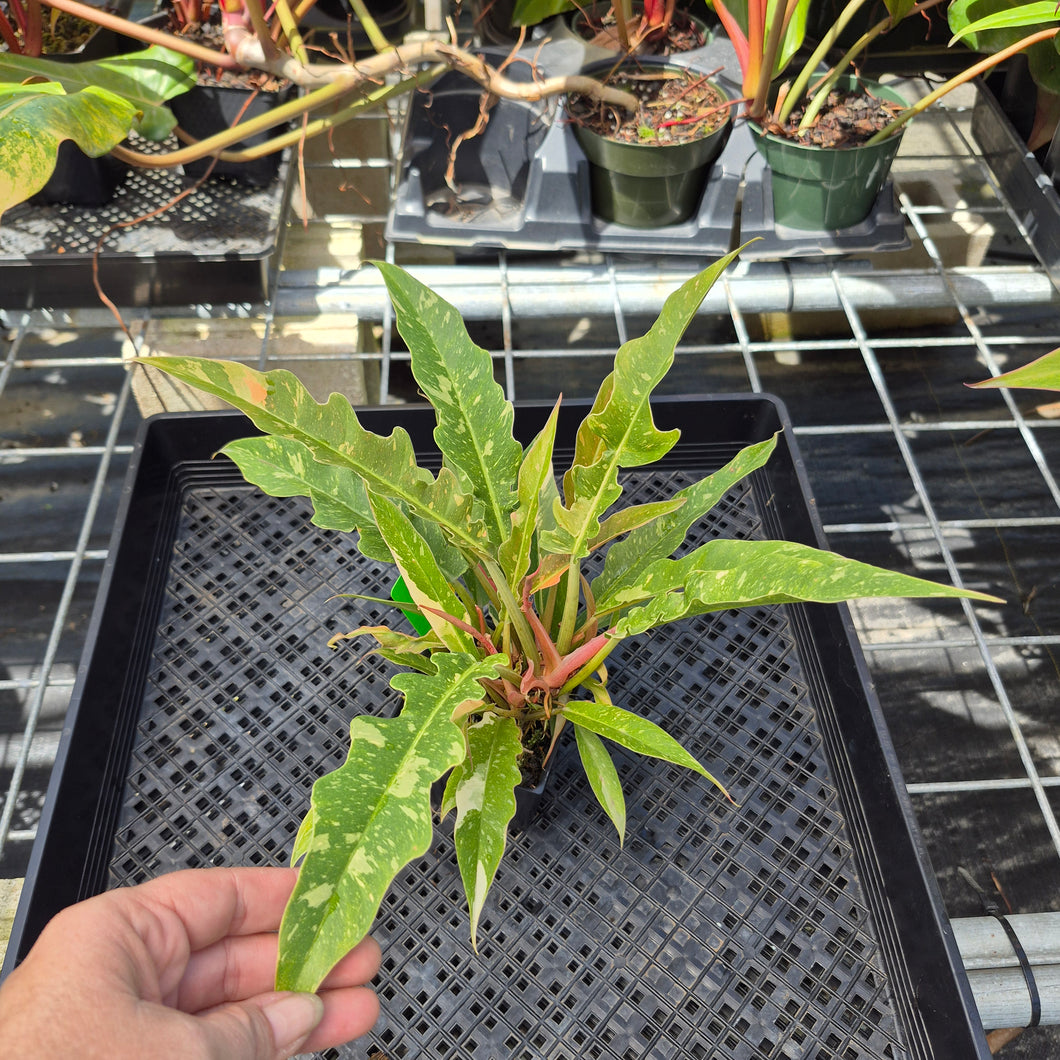 Philodendron Ring Of Fire, Exact Plant Variegated Ships Nationwide