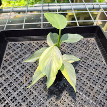 Load image into Gallery viewer, Philodendron Hastatum Silver Sword Variegated exact plant, Fedex 2day*
